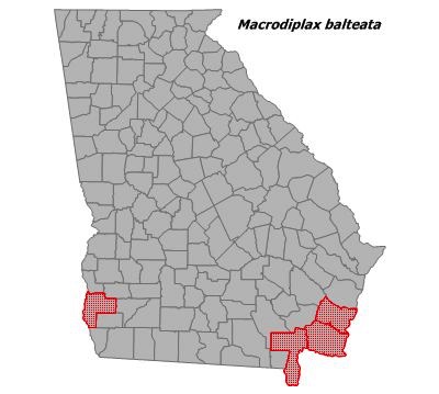 Macrothesis balteata
(Marl Pennant)